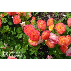 Gartenspaẞ® Duże, pełne, zbite  kwiaty o herbacianej barwie i przyjemnym zapachu. Niski krzew.