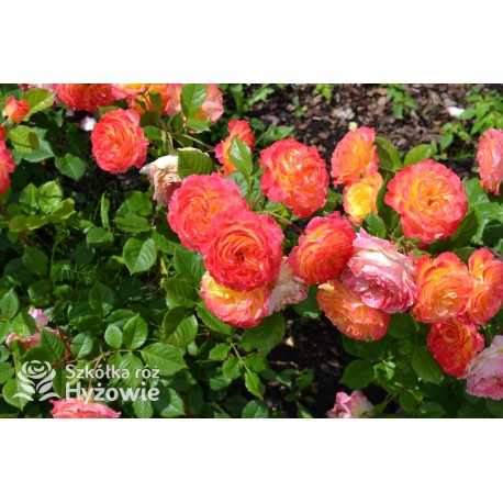 Gartenspaẞ® Duże, pełne, zbite  kwiaty o herbacianej barwie i przyjemnym zapachu. Niski krzew.