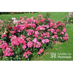 Gartenfreund® Duża liczba, pustych kwiatów o intensywnie różowej barwie. Ciemnozielone liście. Niski krzew.