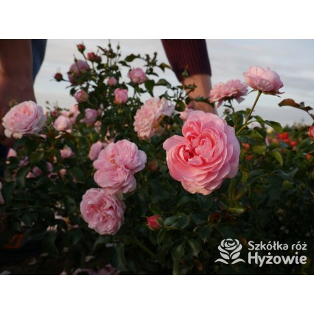 Inner Wheel Forever™ Duże kwiaty, nabite płatkami, ciepłej różowej barwy, przyjemnie pachnące. Niski krzew.