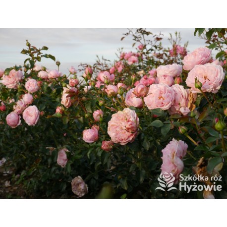 Inner Wheel Forever™ Duże kwiaty, nabite płatkami, ciepłej różowej barwy, przyjemnie pachnące. Niski krzew.