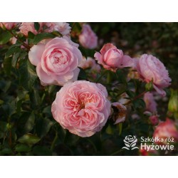 Inner Wheel Forever™ Duże kwiaty, nabite płatkami, ciepłej różowej barwy, przyjemnie pachnące. Niski krzew.