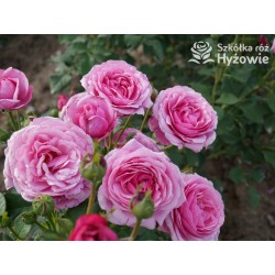 Kaffe Fassett® Duże, pełne kwiaty, fioletowej barwy, bardzo intensywnie pachnące. Niski krzew.