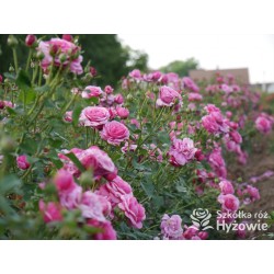 Kaffe Fassett® Duże, pełne kwiaty, fioletowej barwy, bardzo intensywnie pachnące. Niski krzew.