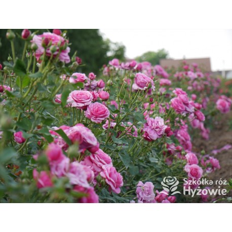 Kaffe Fassett® Duże, pełne kwiaty, fioletowej barwy, bardzo intensywnie pachnące. Niski krzew.