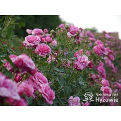 Kaffe Fassett® Duże, pełne kwiaty, fioletowej barwy, bardzo intensywnie pachnące. Niski krzew.