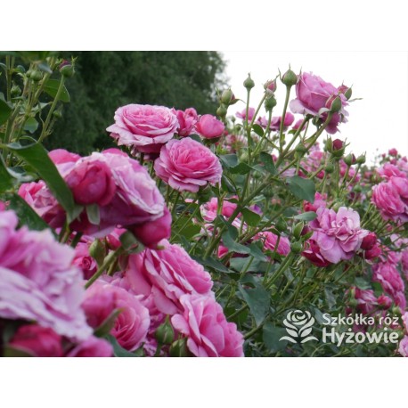 Kaffe Fassett® Duże, pełne kwiaty, fioletowej barwy, bardzo intensywnie pachnące. Niski krzew.