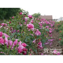 Kaffe Fassett® Duże, pełne kwiaty, fioletowej barwy, bardzo intensywnie pachnące. Niski krzew.