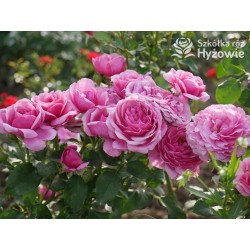 Kaffe Fassett® Duże, pełne kwiaty, fioletowej barwy, bardzo intensywnie pachnące. Niski krzew.