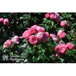 'Leonardo' Duże, szczelnie nabite płatkami kwiaty, różowej barwy.  Średniej wysokości krzew.