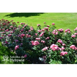 'Leonardo' Duże, szczelnie nabite płatkami kwiaty, różowej barwy.  Średniej wysokości krzew.