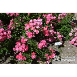 Maxi Vita® Małe, różowej barwy kwiaty. Błyszczące liście. Niski krzew.