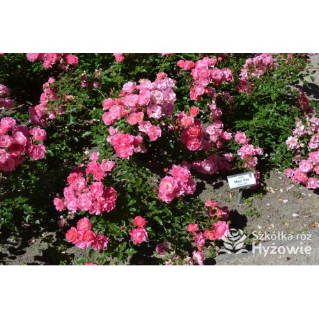 Maxi Vita® Małe, różowej barwy kwiaty. Błyszczące liście. Niski krzew.