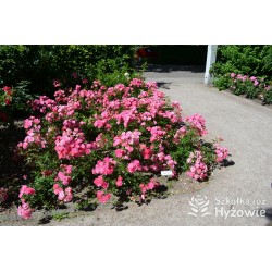 Maxi Vita® Małe, różowej barwy kwiaty. Błyszczące liście. Niski krzew.