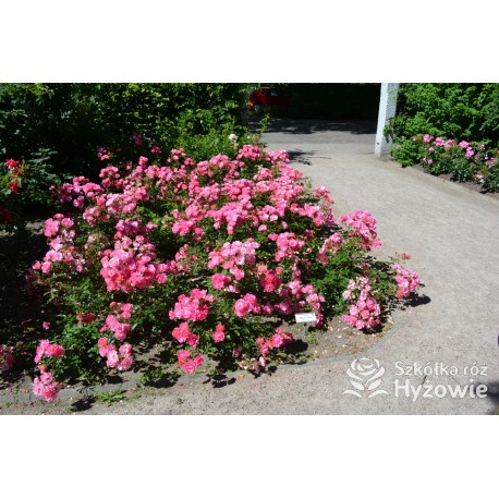 Maxi Vita® Małe, różowej barwy kwiaty. Błyszczące liście. Niski krzew.