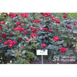 Milano® Bogata liczba szkarłatnych kwiatów. Niski krzew.