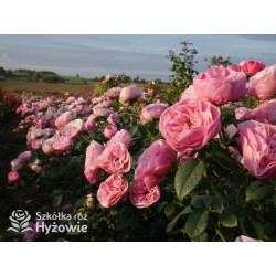 The Matador™ Niewielkie, kuliste kwiaty, różowej barwy. Niski krzew.