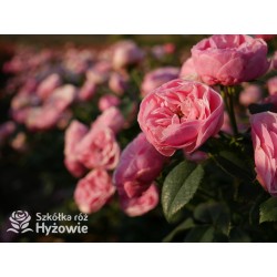 The Matador™ Niewielkie, kuliste kwiaty, różowej barwy. Niski krzew.