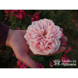 Aphrodite® Pokaźne, rozetkowe kwiaty o różowej barwie i bardzo przyjemnym zapachu. Średniej wysokości krzew.