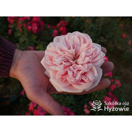 Aphrodite® Pokaźne, rozetkowe kwiaty o różowej barwie i bardzo przyjemnym zapachu. Średniej wysokości krzew.