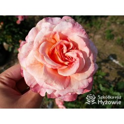 Augusta Luise® Pokaźne kwiaty, nabite płatkami, pomarańczowo- łososiowej barwy , bardzo mocnym zapachu. Niski krzew.