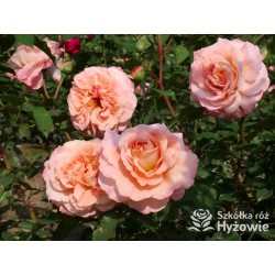 Augusta Luise® Pokaźne kwiaty, nabite płatkami, pomarańczowo- łososiowej barwy , bardzo mocnym zapachu. Niski krzew.