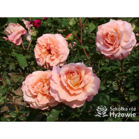 Augusta Luise® Pokaźne kwiaty, nabite płatkami, pomarańczowo- łososiowej barwy , bardzo mocnym zapachu. Niski krzew.