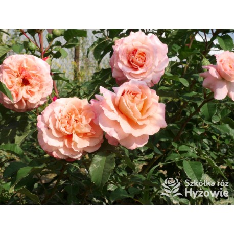 Augusta Luise® Pokaźne kwiaty, nabite płatkami, pomarańczowo- łososiowej barwy , bardzo mocnym zapachu. Niski krzew.