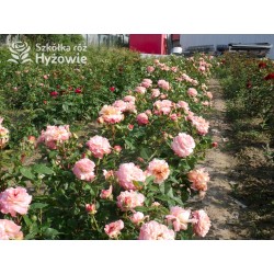 Augusta Luise® Pokaźne kwiaty, nabite płatkami, pomarańczowo- łososiowej barwy , bardzo mocnym zapachu. Niski krzew.