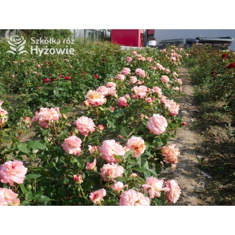 Augusta Luise® Pokaźne kwiaty, nabite płatkami, pomarańczowo- łososiowej barwy , bardzo mocnym zapachu. Niski krzew.