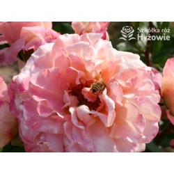 Augusta Luise® Pokaźne kwiaty, nabite płatkami, pomarańczowo- łososiowej barwy , bardzo mocnym zapachu. Niski krzew.