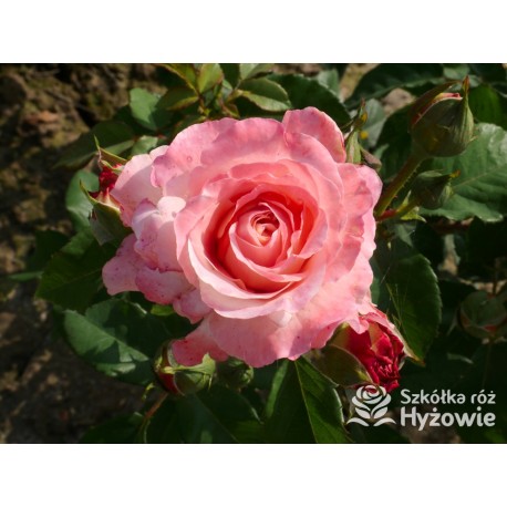 Augusta Luise® Pokaźne kwiaty, nabite płatkami, pomarańczowo- łososiowej barwy , bardzo mocnym zapachu. Niski krzew.