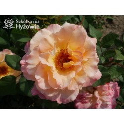 Augusta Luise® Pokaźne kwiaty, nabite płatkami, pomarańczowo- łososiowej barwy , bardzo mocnym zapachu. Niski krzew.