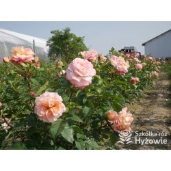 Augusta Luise® Pokaźne kwiaty, nabite płatkami, pomarańczowo- łososiowej barwy , bardzo mocnym zapachu. Niski krzew.