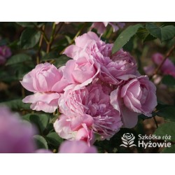 Eisvogel®  Pokaźne, nabity płatkami kwiat, o lawendowo- łososiowej barwie. Bardzo intensywnie pachnie. Średniej wysokości krzew.