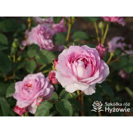 Eisvogel®  Pokaźne, nabity płatkami kwiat, o lawendowo- łososiowej barwie. Bardzo intensywnie pachnie. Średniej wysokości krzew.