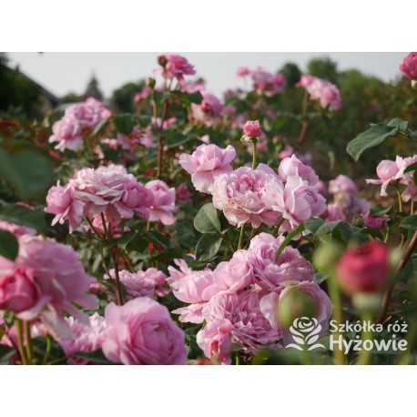 Eisvogel®  Pokaźne, nabity płatkami kwiat, o lawendowo- łososiowej barwie. Bardzo intensywnie pachnie. Średniej wysokości krzew.