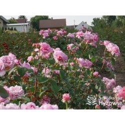 Eisvogel®  Pokaźne, nabity płatkami kwiat, o lawendowo- łososiowej barwie. Bardzo intensywnie pachnie. Średniej wysokości krzew.