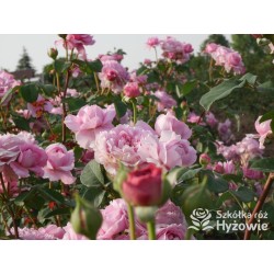 Eisvogel®  Pokaźne, nabity płatkami kwiat, o lawendowo- łososiowej barwie. Bardzo intensywnie pachnie. Średniej wysokości krzew.