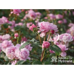 Eisvogel®  Pokaźne, nabity płatkami kwiat, o lawendowo- łososiowej barwie. Bardzo intensywnie pachnie. Średniej wysokości krzew.