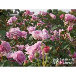 Eisvogel®  Pokaźne, nabity płatkami kwiat, o lawendowo- łososiowej barwie. Bardzo intensywnie pachnie. Średniej wysokości krzew.