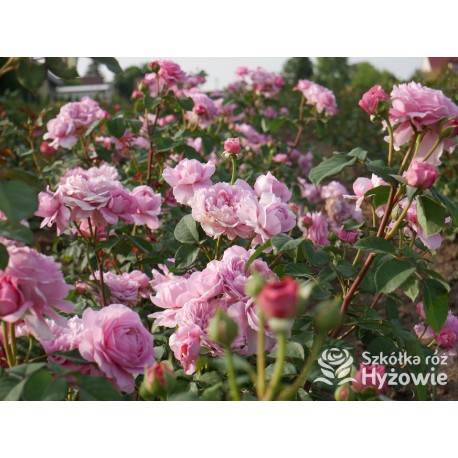 Eisvogel®  Pokaźne, nabity płatkami kwiat, o lawendowo- łososiowej barwie. Bardzo intensywnie pachnie. Średniej wysokości krzew.