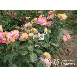 Flaming Star® Duże, pełne kwiaty, herbacianej barwy, przyjemnie pachnące. Błyszczące liście. Niski krzew.