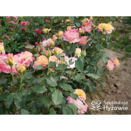 Flaming Star® Duże, pełne kwiaty, herbacianej barwy, przyjemnie pachnące. Błyszczące liście. Niski krzew.