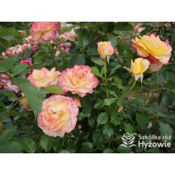 Flaming Star® Duże, pełne kwiaty, herbacianej barwy, przyjemnie pachnące. Błyszczące liście. Niski krzew.