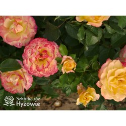 Flaming Star® Duże, pełne kwiaty, herbacianej barwy, przyjemnie pachnące. Błyszczące liście. Niski krzew.