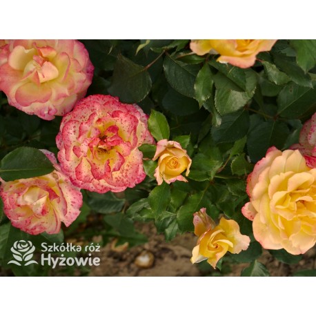 Flaming Star® Duże, pełne kwiaty, herbacianej barwy, przyjemnie pachnące. Błyszczące liście. Niski krzew.