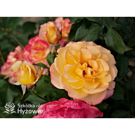 Flaming Star® Duże, pełne kwiaty, herbacianej barwy, przyjemnie pachnące. Błyszczące liście. Niski krzew.