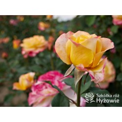 Flaming Star® Duże, pełne kwiaty, herbacianej barwy, przyjemnie pachnące. Błyszczące liście. Niski krzew.