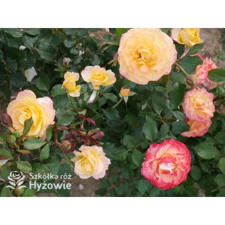 Flaming Star® Duże, pełne kwiaty, herbacianej barwy, przyjemnie pachnące. Błyszczące liście. Niski krzew.